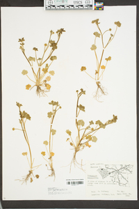 Ranunculus parviflorus image