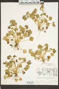 Ranunculus parviflorus image