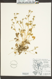 Ranunculus parviflorus image