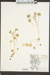 Ranunculus parviflorus image