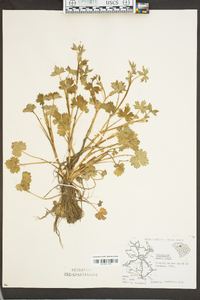 Ranunculus parviflorus image