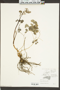 Thalictrum dioicum image