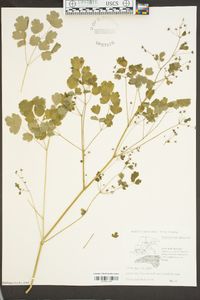 Thalictrum dioicum image