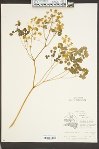 Thalictrum dioicum image