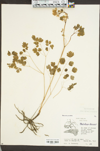 Thalictrum dioicum image