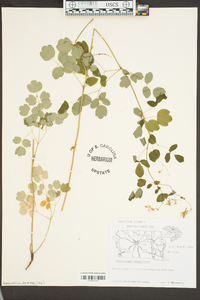 Thalictrum amphibolum image