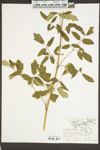 Thalictrum amphibolum image