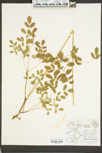 Thalictrum amphibolum image