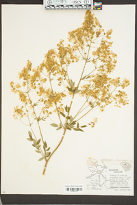 Thalictrum amphibolum image