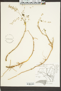 Xanthorhiza simplicissima image