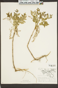 Xanthorhiza simplicissima image