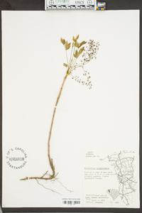 Xanthorhiza simplicissima image