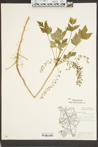 Xanthorhiza simplicissima image