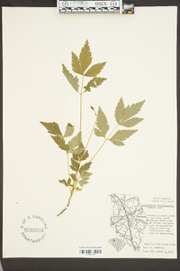 Xanthorhiza simplicissima image