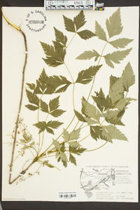 Xanthorhiza simplicissima image