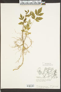 Xanthorhiza simplicissima image