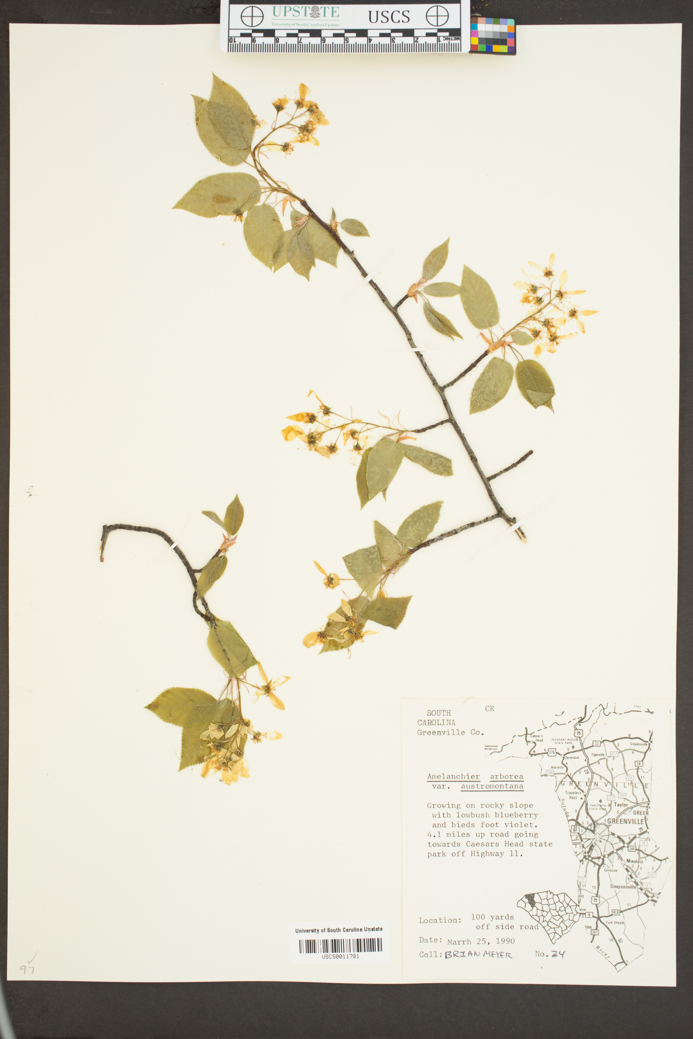 Amelanchier arborea var. austromontana image