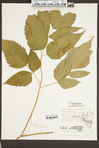 Aruncus dioicus image