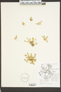 Alchemilla microcarpa image