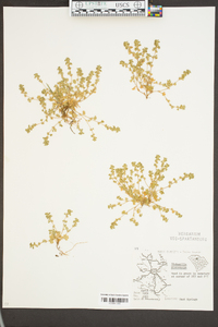 Alchemilla microcarpa image