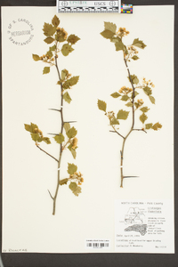 Crataegus flabellata image