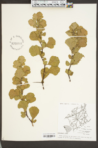 Crataegus flava image