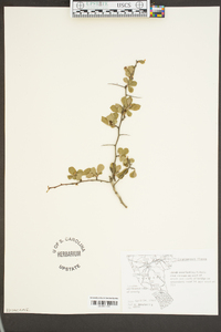 Crataegus flava image