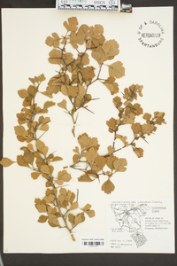 Crataegus flava image