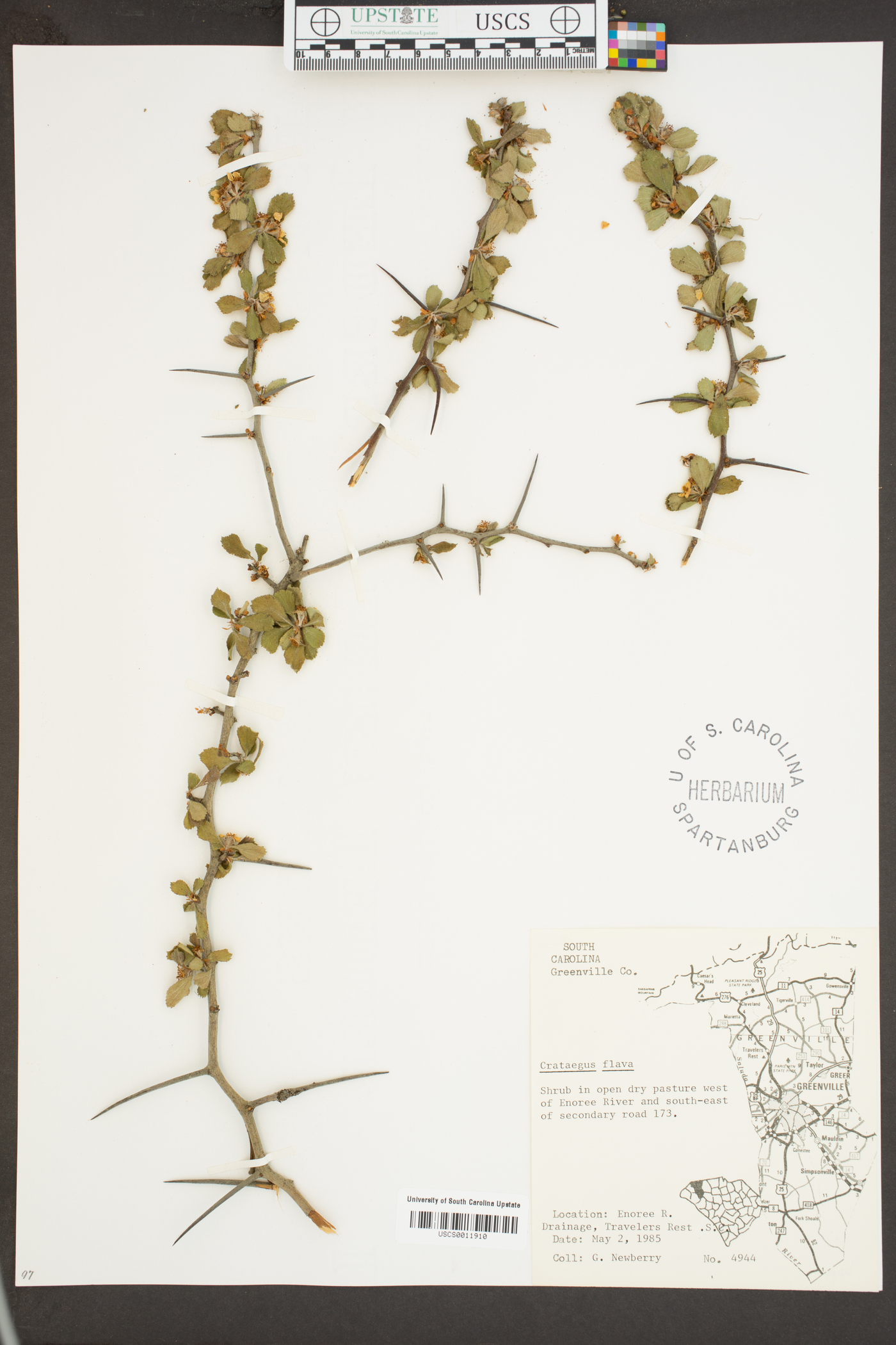 Crataegus flava image