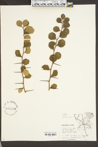 Crataegus flava image