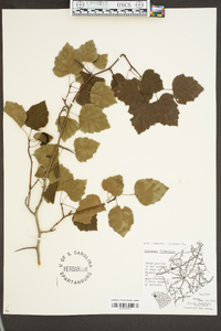 Crataegus flabellata image