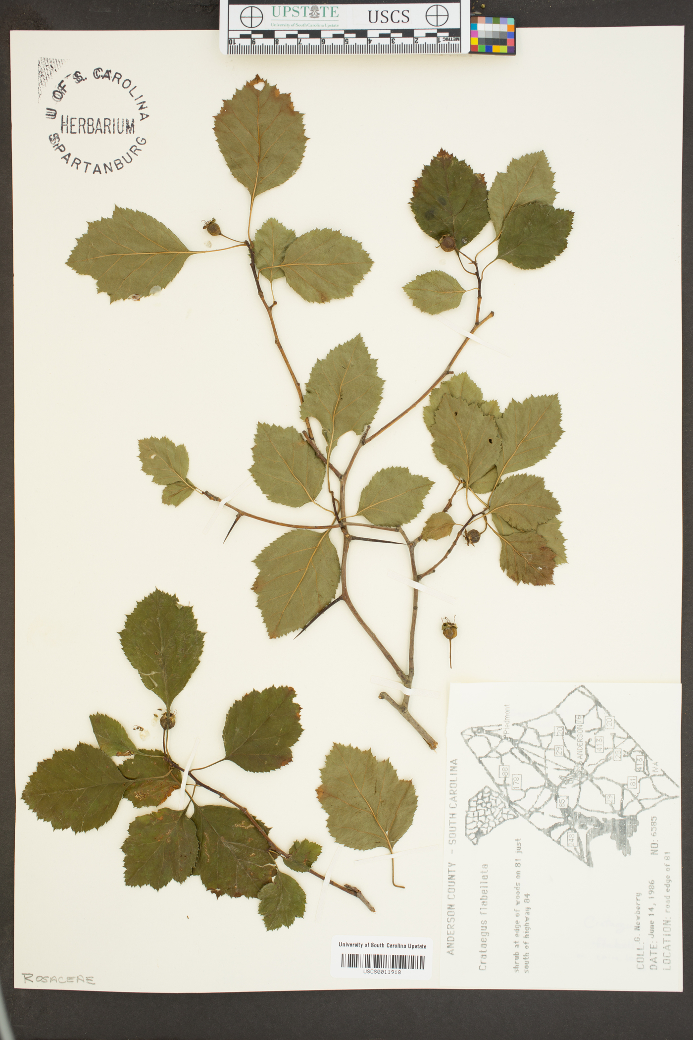 Crataegus flabellata image