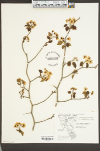 Crataegus flabellata image