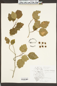 Crataegus flabellata image