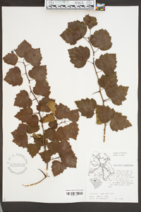 Crataegus flabellata image