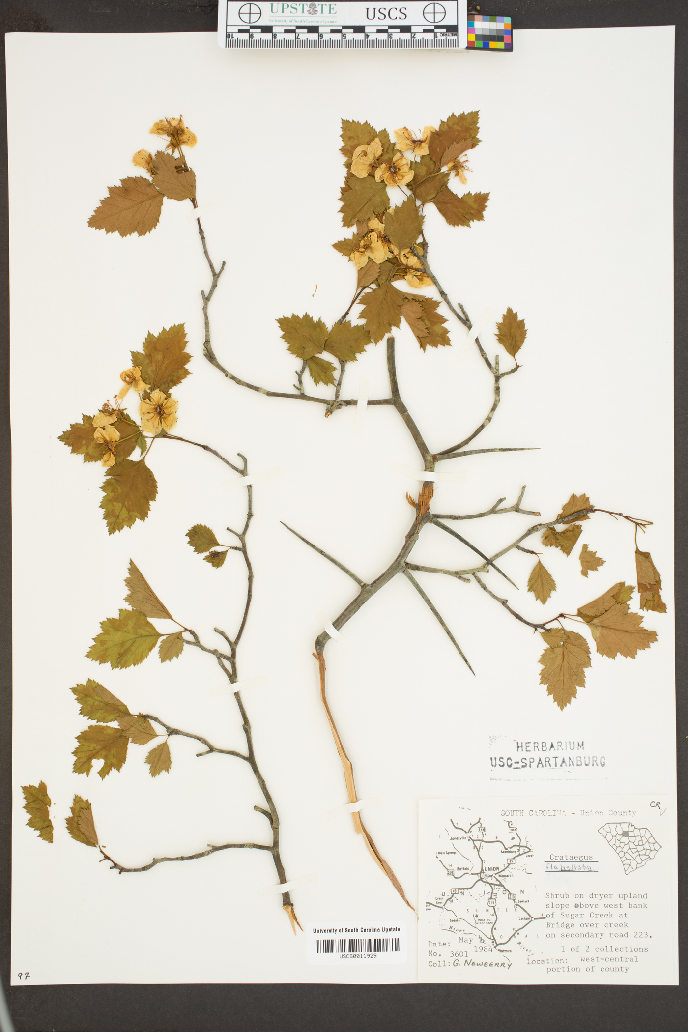 Crataegus flabellata image