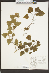 Crataegus flabellata image