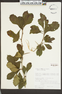 Crataegus punctata image