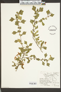 Crataegus spathulata image