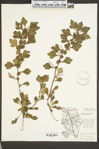 Crataegus spathulata image