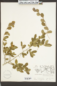 Crataegus uniflora image