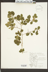 Crataegus uniflora image