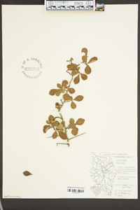 Crataegus uniflora image