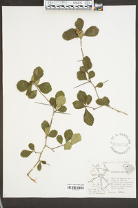 Crataegus uniflora image