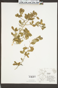 Crataegus uniflora image