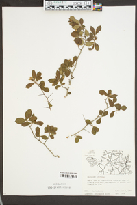 Crataegus uniflora image