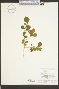 Crataegus uniflora image