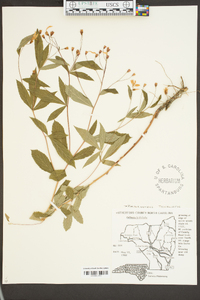 Gillenia trifoliata image