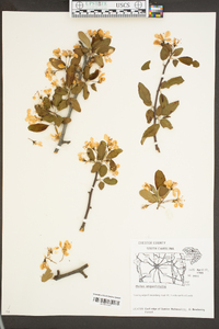 Malus angustifolia image