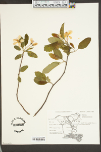 Malus angustifolia image